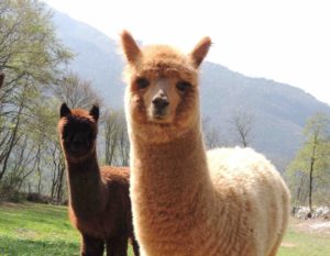 lana di alpaca italiana