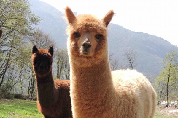 lana di alpaca italiana